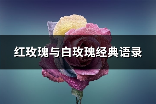 红玫瑰与白玫瑰经典语录(精选45句)