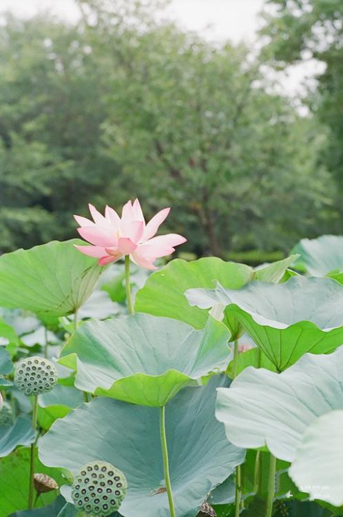 夏天文案配图 盛夏时节的唯美短(精选36句)