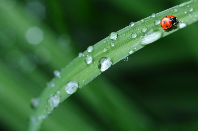 简单的谷雨文案(精选45句)