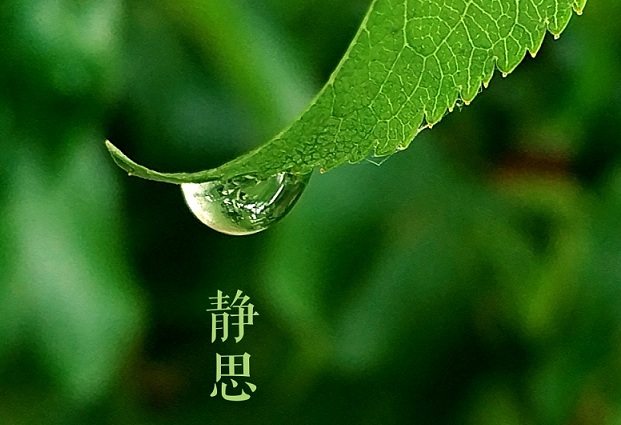 雨水节气文案：一朝春雨，万物清明(精选20句)