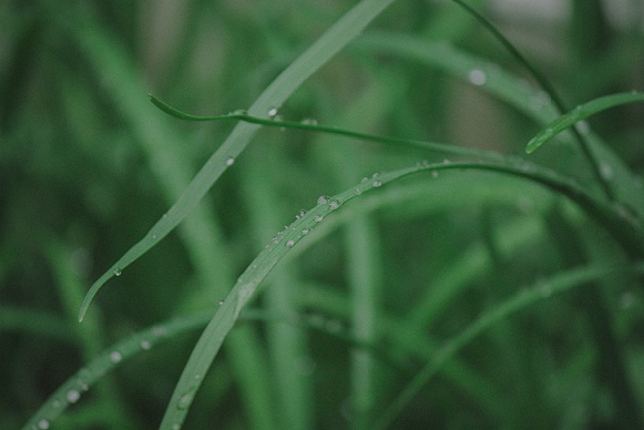 关于雨水的节气文案(精选11句)