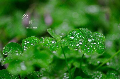 谷雨节气祝福语(精选48句)