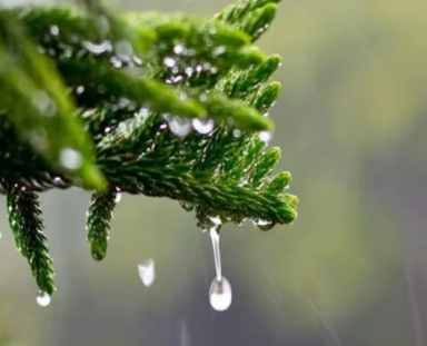 适合下雨天发朋友圈的优美短句 雨天静谧的朋友(精选22句)